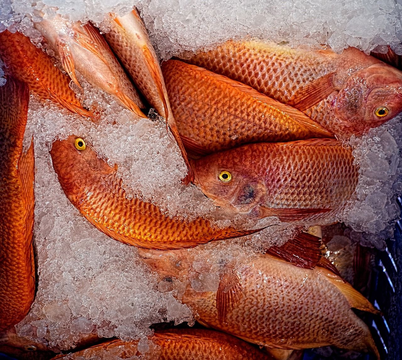 Fresh Cold Chain Logistics